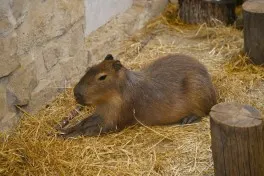 Leyla Əliyeva Şamaxıda “Capybara Azerbaijan” fermasında olub - FOTO