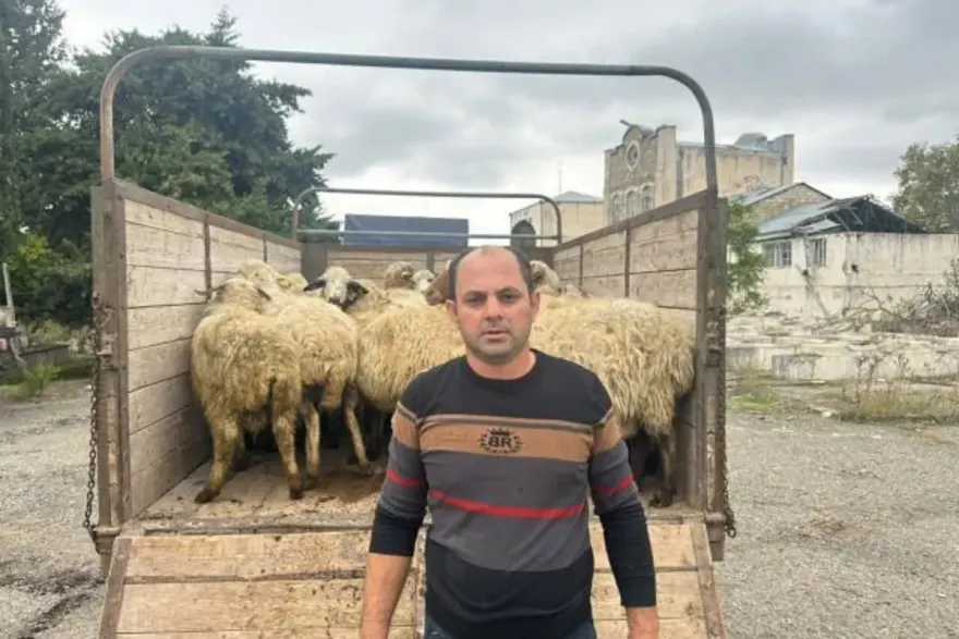 Ağdam, Xocalı və Laçına qayıdan sakinlərə cins mal-qara paylanılıb