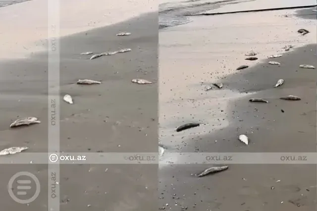 На пляже в поселке Мардакян зафиксирована массовая гибель рыбы - Видео