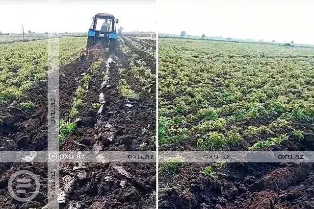 Поля без урожая: почему джалилабадские картофелеводы оказались в сложной ситуации - Видео