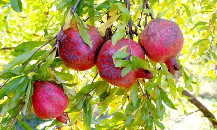 Narı dənələri ilə yemək olar?