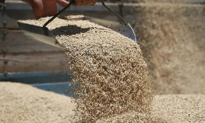 Azərbaycan İrana arpa tədarükünü bərpa etdi